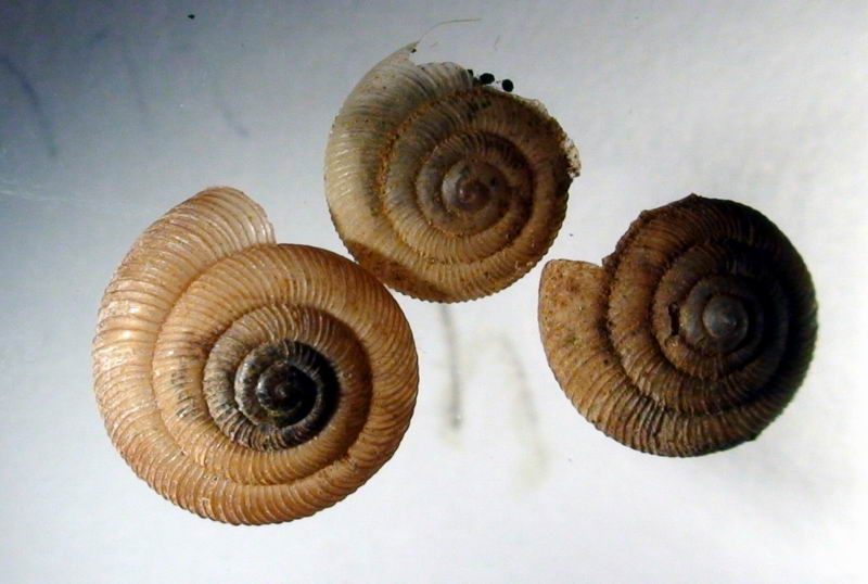Pleurodiscus balmei (Potiez & Michaud, 1838) al Circeo